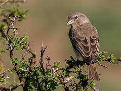 Yellow-spotted Bush Sparrow