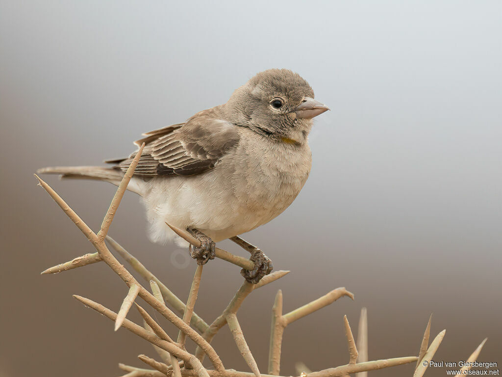 Moineau à point jauneadulte