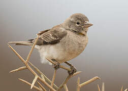 Yellow-spotted Bush Sparrow