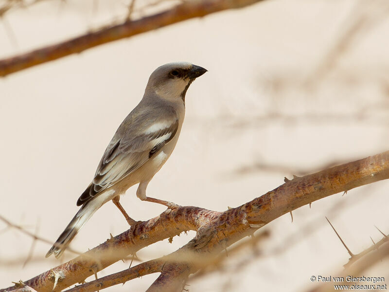 Moineau blanc