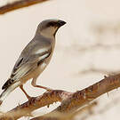 Moineau blanc