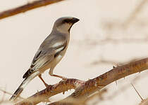 Moineau blanc