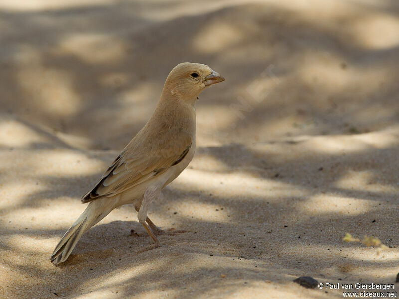 Moineau blanc