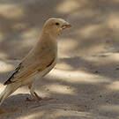 Moineau blanc