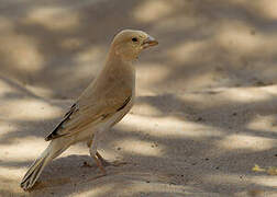 Desert Sparrow