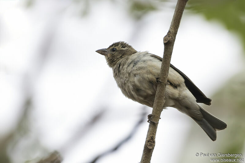 Yellow-throated Bush Sparrowadult