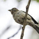 Moineau bridé