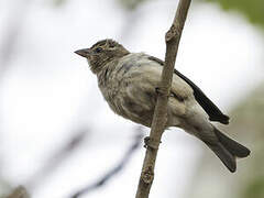 Yellow-throated Bush Sparrow