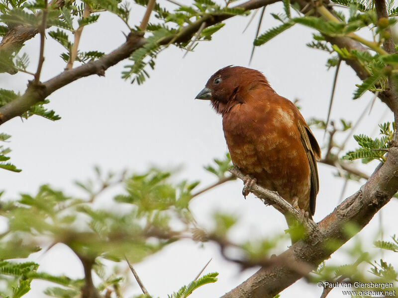 Moineau d'Emin