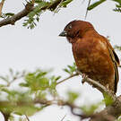 Moineau d'Emin
