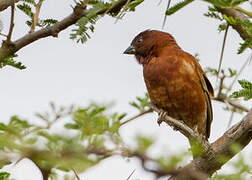 Moineau d'Emin