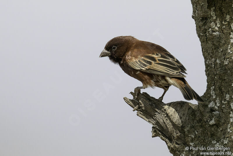 Chestnut Sparrowadult