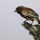 Moineau d'Emin