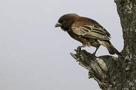 Chestnut Sparrow