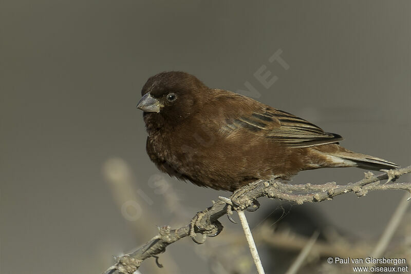Chestnut Sparrow male adult