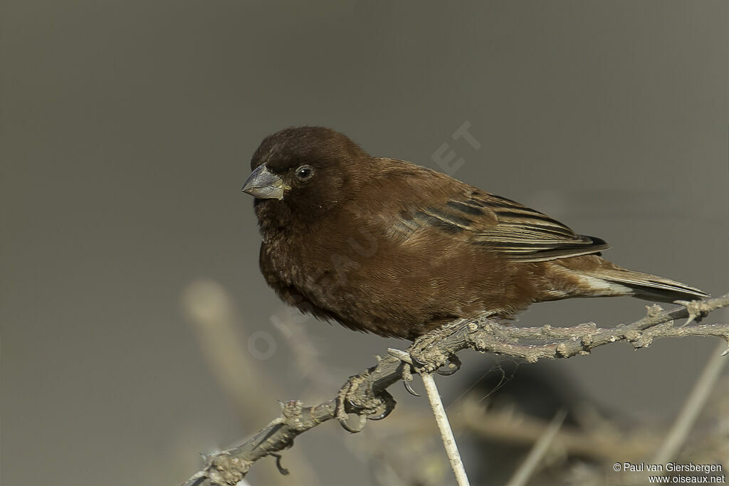 Chestnut Sparrow male adult