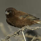 Moineau d'Emin