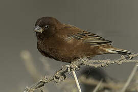 Moineau d'Emin