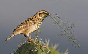 Shelley's Sparrow