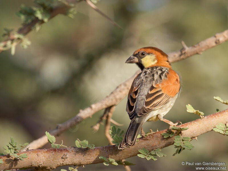 Moineau de Somalie