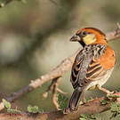 Moineau de Somalie
