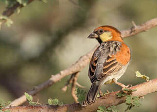 Moineau de Somalie