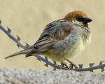 Moineau de Somalie