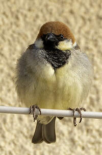 Moineau de Somalie