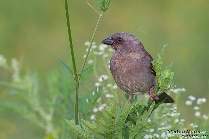 Swainson's Sparrow