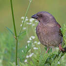 Moineau de Swainson