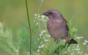 Swainson's Sparrow