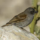 Moineau de Swainson