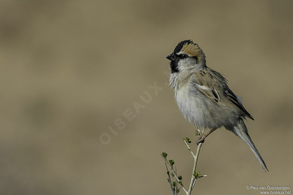 Moineau des saxaouls mâle adulte