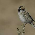 Moineau des saxaouls