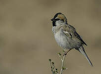 Moineau des saxaouls