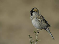 Moineau des saxaouls