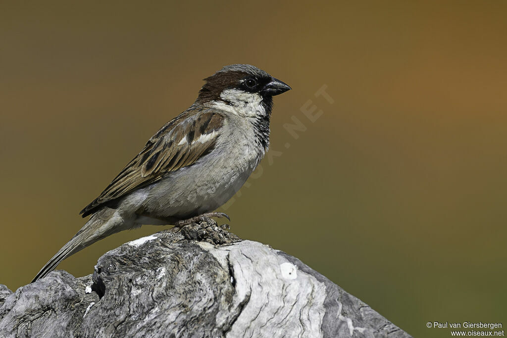 House Sparrow male adult