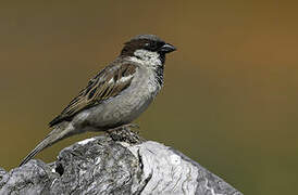 House Sparrow