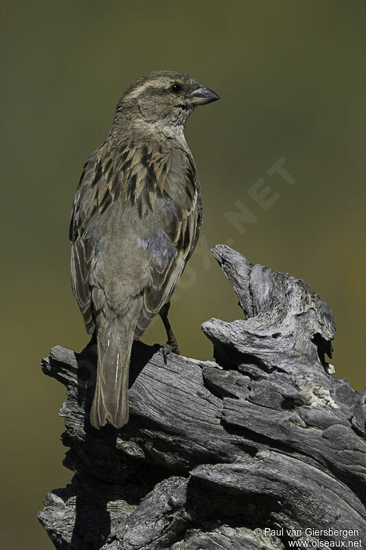 Moineau domestique femelle adulte