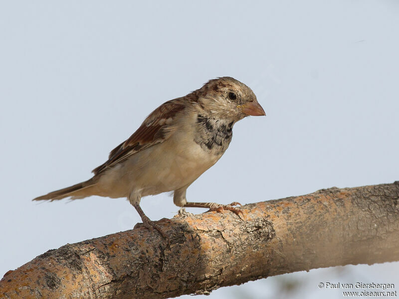 House Sparrow