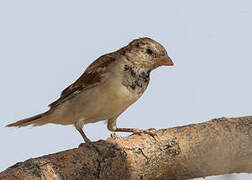 House Sparrow