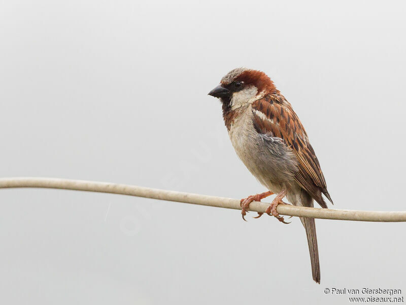 Moineau domestique