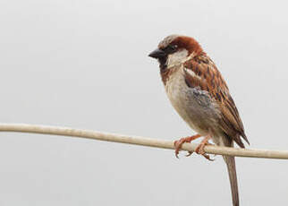 Moineau domestique