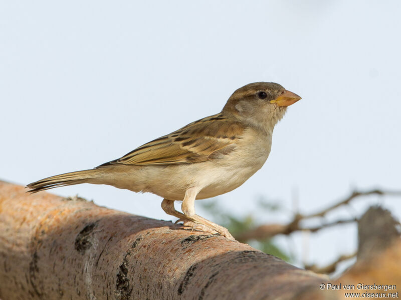 House Sparrow