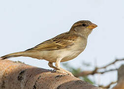 Moineau domestique