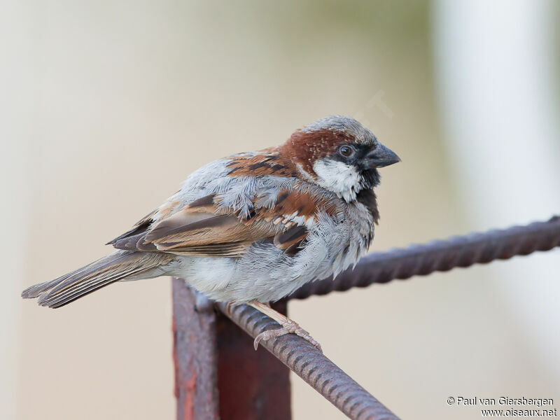 House Sparrow