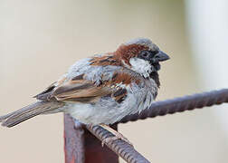 House Sparrow