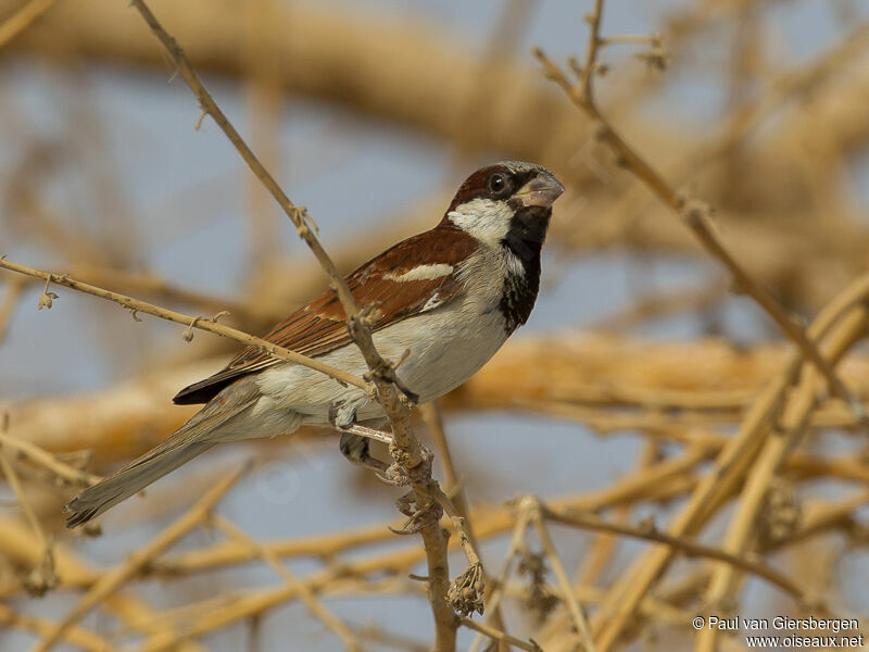 House Sparrow