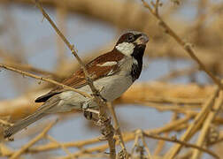 House Sparrow