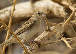 House Sparrow